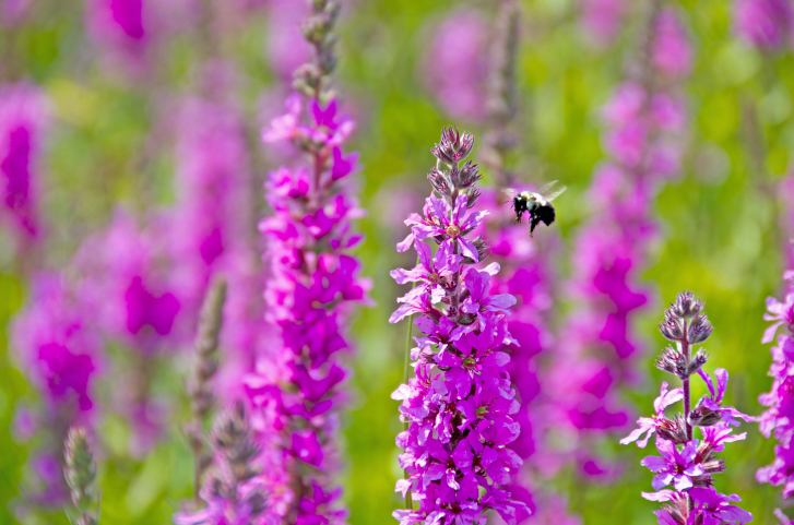 Best Trees to Plant for Attracting Bees