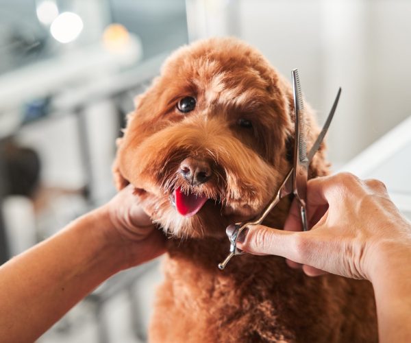 Pampering Pets: The Convenience of Flexible Grooming Options