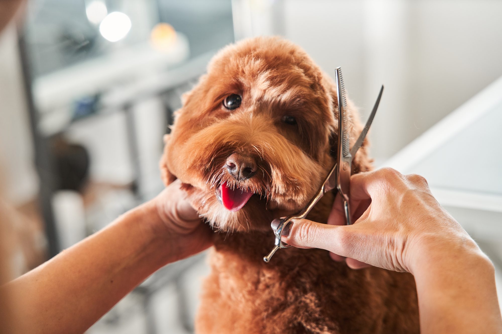 Pampering Pets: The Convenience of Flexible Grooming Options